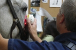 horse-cluster-probe