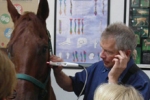 horse-focus