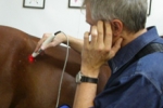 horse-meridian-therapy
