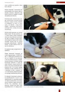laseroterapia_u_zwierzat_z_niedowladem_lub_porazeniem_konczyn_01