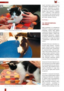 laseroterapia_u_zwierzat_z_niedowladem_lub_porazeniem_konczyn_02