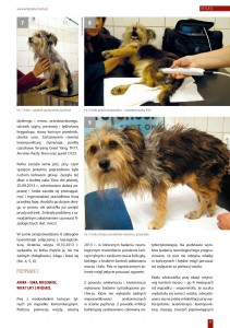 laseroterapia_u_zwierzat_z_niedowladem_lub_porazeniem_konczyn_03