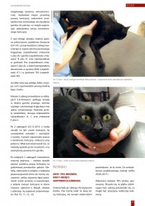 laseroterapia_u_zwierzat_z_niedowladem_lub_porazeniem_konczyn_05