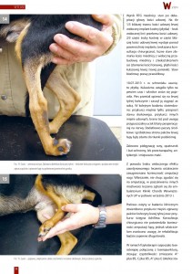 laseroterapia_u_zwierzat_z_niedowladem_lub_porazeniem_konczyn_06