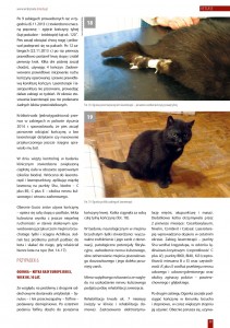laseroterapia_u_zwierzat_z_niedowladem_lub_porazeniem_konczyn_08