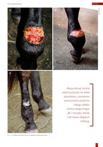 vetcase - leczenie_zakazen_i_ran_wylacznie_poprzez_laseropunkture_01